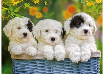 RBURG- CUDDLY PUPPIES PUZZLE 200PC