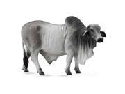 COLLECTA 88579 BRAHMAN BULL GREY