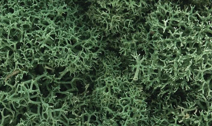 Woodland Scenics Lichen - Light Green