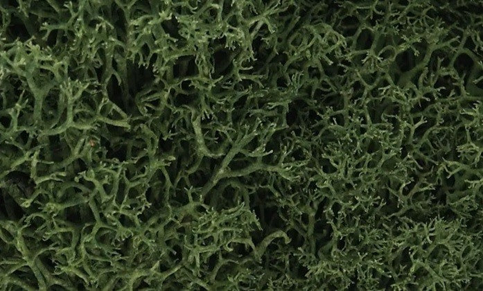 Woodland Scenics Lichen - Medium Green