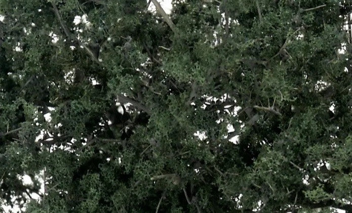 Woodland Scenics Fine Leaf Foliage - Dark Green