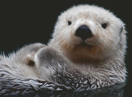 Ravensburger Adorable Little Otter Puzzle 500 Piece