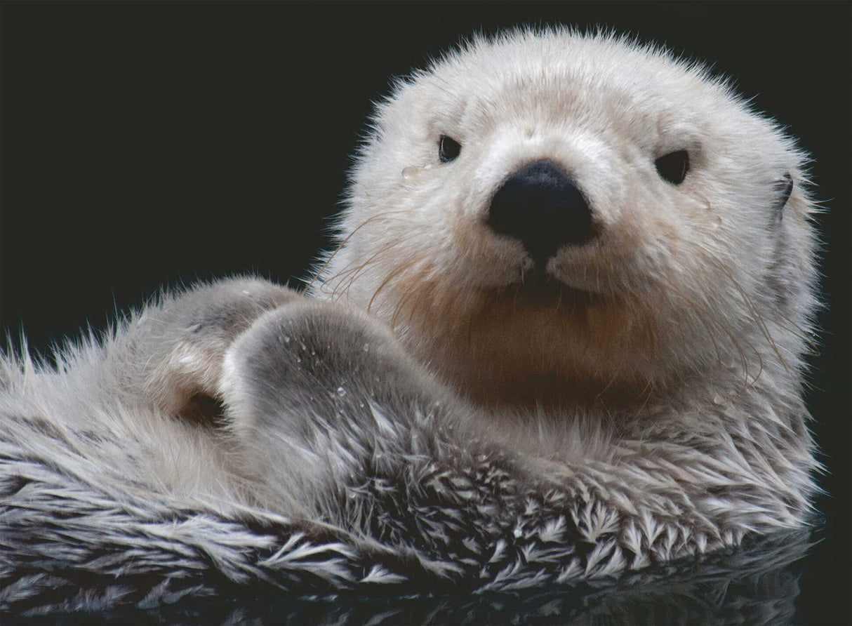 Ravensburger Adorable Little Otter Puzzle 500 Piece