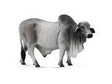 COLLECTA 88579 BRAHMAN BULL GREY 