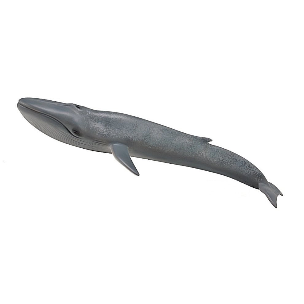 COLLECTA 88834 BLUE WHALE – Toyworld Canberra