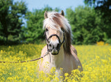 Ravensburger White Horse 500 Piece